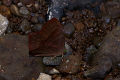 Abisara bifasciata