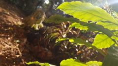 Telamonia