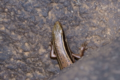 Eutropis carinata