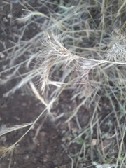 Bouteloua trifida