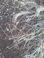 Bouteloua trifida
