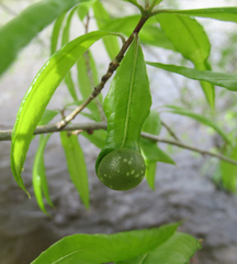 Dryocosmus quercuslaurifoliae