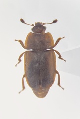 Epuraea alternata
