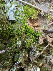 Solenostoma gracillimum