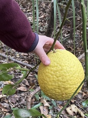 Citrus × pyriformis