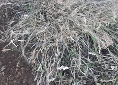 Bouteloua trifida