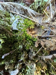 Solenostoma gracillimum