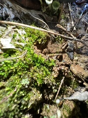 Solenostoma gracillimum