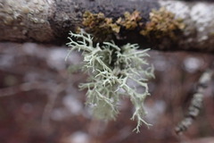Ramalina