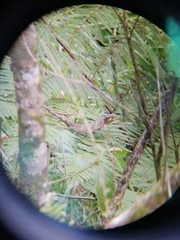 Polychrus gutturosus