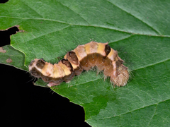 Acronicta hamamelis