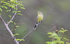 Stigmatura budytoides