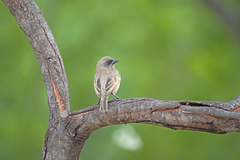 Agelaioides fringillarius