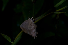 Surendra quercetorum