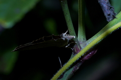 Surendra quercetorum