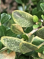 Eurytetranychus buxi