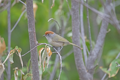 Hylophilus amaurocephalus