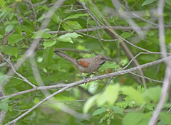 Synallaxis hellmayri