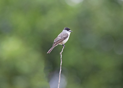 Xenopsaris albinucha