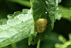 Cepaea nemoralis