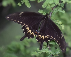 Papilio ornythion ornythion