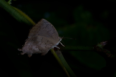 Surendra quercetorum