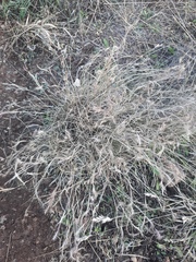Bouteloua trifida