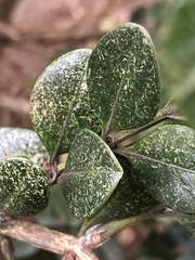 Eurytetranychus buxi