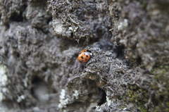 Coccinella nugatoria