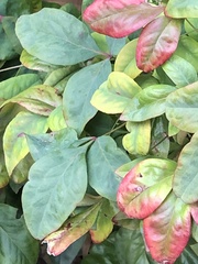 Pseudocercospora nandinae