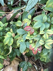 Pseudocercospora nandinae