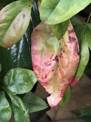 Pseudocercospora nandinae