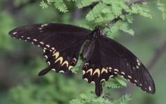 Papilio ornythion ornythion