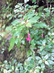 Fuchsia microphylla