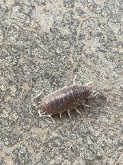 Porcellionides pruinosus