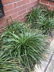 Carex blanda