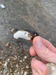 Sagittunio subrostratus