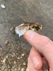 Sagittunio subrostratus