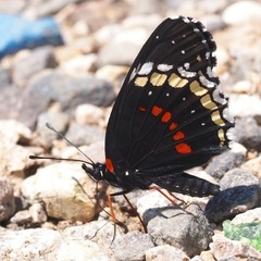Chlosyne hippodrome