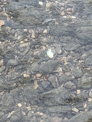 Sagittunio subrostratus