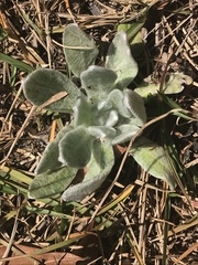 Chrysopsis gossypina