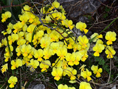 Viola eugeniae