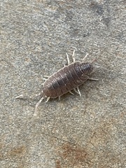 Porcellionides pruinosus