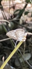 Leptotes cassius
