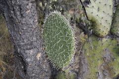 Opuntia streptacantha