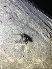 Phoracantha semipunctata