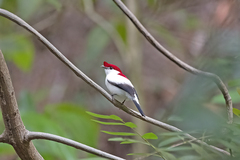 Antilophia bokermanni