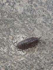 Porcellionides pruinosus