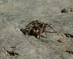 Aelurillus v-insignitus