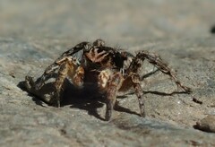 Aelurillus v-insignitus